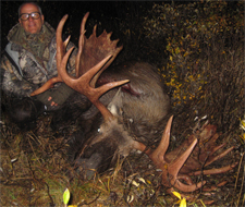 Big drop-tine moose bull