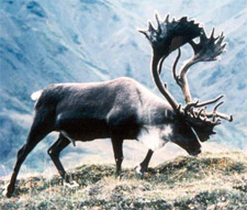 World-Class bull on the hoof about to shed his velvet