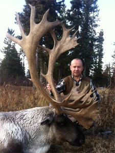 Old hard-horned, late-season bull with a thick white mane Old hard-horned, late-season bull with a thick white mane